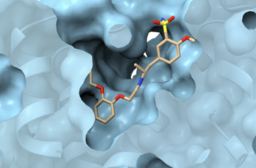 Illustration of an adrenergic receptor.
