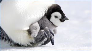 A baby penguin fresh from the egg.