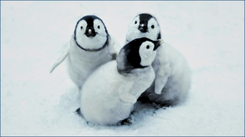 Three baby penguins huddled together in the snow.