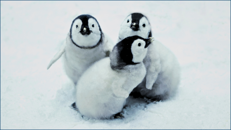 Penguins in the Supercomputer: Interview with biophysicist Alexander Winterl